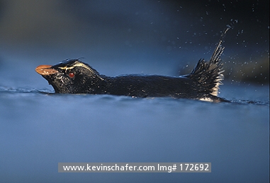 PENGUINS, ROCKHOPPER: (Eudyptes chrysocome)  Falkland Islands, Saunders Island, Lone rockhopper penguin bathing.