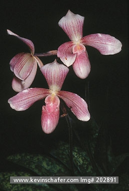 ORCHID, WILD: (Paphiopedalum olivea) Southeast Asia, Wild orchid.