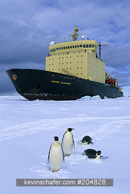 PENGUINS, EMPEROR: (Aptenodytes forsteri)
Antarctica, Group of emperor penguins in front of icebreaker ship.