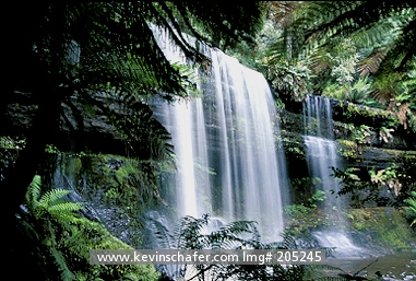 TASMANIA: Australia, Tasmania, Mt. Field National Park, Russell Falls and tree ferns.