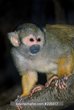 MONKEY, COMMON SQUIRREL: (Saimiri sciureus) Manu National Park, Amazonia, Peru.