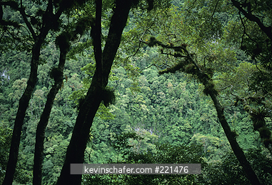 PANAMA: Cloud Forest, Volcan Baru National Park, Panama.