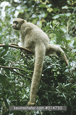 MONKEY, NORTHERN WOOLY SPIDER: Muriqui (Brachyteles a. hypoxanthus) Reserva Particular do Patrim�nio Natural (RPPN)-Feliciano Miguel Abdala, Brazil, Minas Gerais.  Feeding