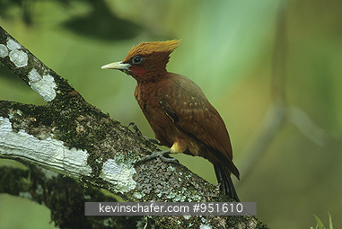 WOODPECKER, CHESTNUT: (Celeus elegans) on branch, Asa Wright Reserve, Arima Valley, Trinidad. West Indies