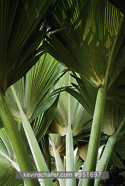 FLORA, COCO-DE-MER TREE: (Lodoicea maldivica) Seychelles, Praslin Island, Valle de Mai, the coco-de-mer tree produces the largest seed.