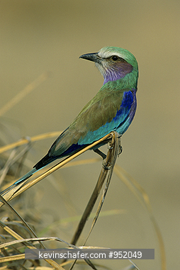 ROLLER, LILAC-BREASTED: (Coracias caudata) Kenya, Masai Mara Reserve, Lilac-breasted roller on grass.