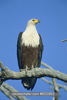EAGLE, AFRICAN FISH: (Haliaeetus vocifer) Botswana, African fish eagle on branch above Chobe River.