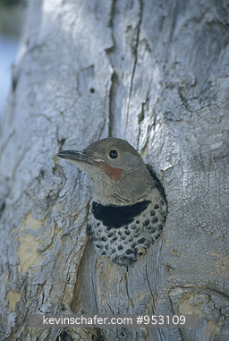 FLICKER, NORTHERN: (Colaptus auratus)  USA, Washington State, Mt. Rainier National Park, Northern flicker in nest hole.