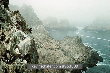 CALIFORNIA: USA, California, Farallon Islands National Wildlife Refuge, Bird cliffs in fog.