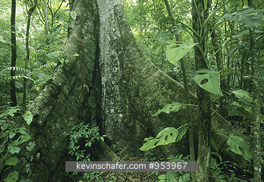 GUATEMALA: Tropical rainforest interior,  Peten Region.