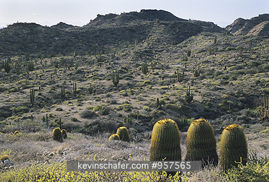 MEXICO, BAJA CALIFORNIA: Mexico, Cactus, Giant Barrel, (Ferrocactus diguetii), endemic, Island Santa Catalina, Baja California, Mexico.