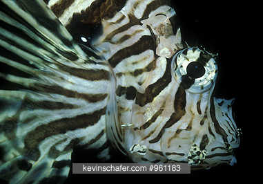 INSECTS/AQUARIA  LIONFISH: (Pterois volitans), South Pacific, detail on face.