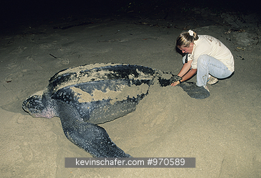 COSTA RICA, LEATHERBACK TURTLES: Scientist takes egg from nesting Leatherback Turtle, Playa Grande, Costa Rica