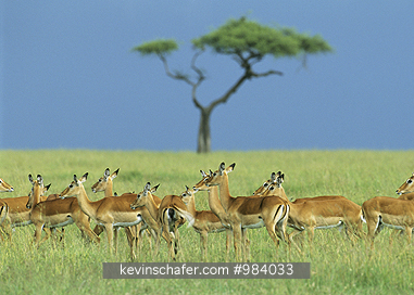 IMPALA: (Aepyceros melampus)  Kenya, Masai Mara Reserve, Female impalas on the savanna.