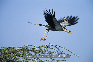SECRETARY BIRD: (Sagittarius serpentarius)  Kenya, Masai Mara Reserve, Secretarybird in roost tree.