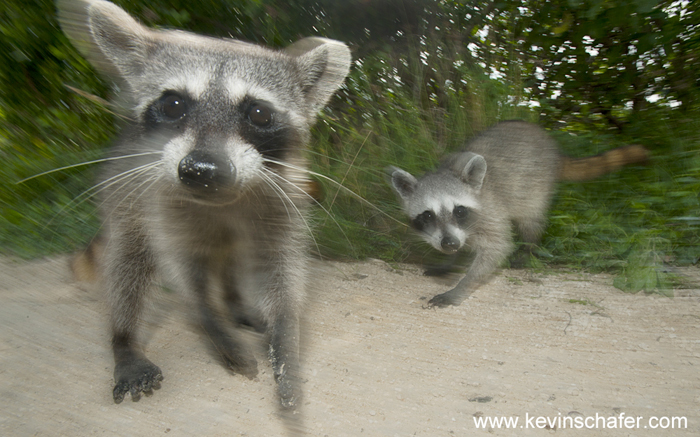raccoons